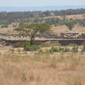  The Serengeti, TZ